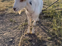 Ziegenbock, Ziegen — Foto 1