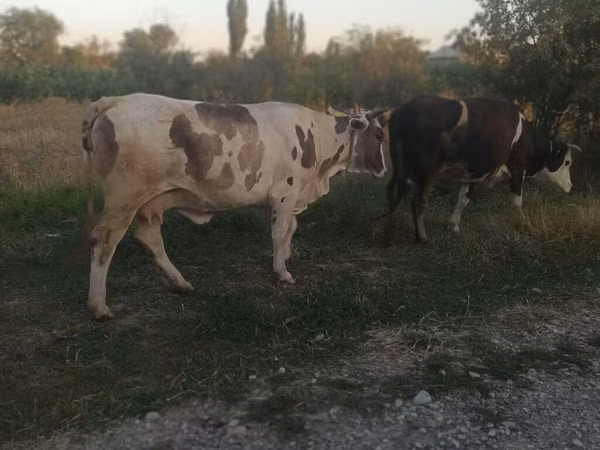 Kuh, Rinder