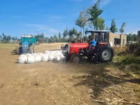 Full Corn Silage — photo 3