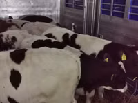 Buqa, Russian Black pied cattle — 7-rasm