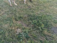 Vacă, Bovine — foto 4