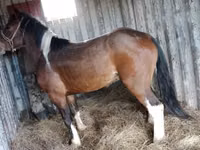 Cal, Altai horse — foto 3
