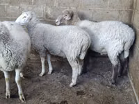 Schaf, Merino sheep — Foto 5