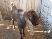 Keçi, Nubian Goat — foto 3