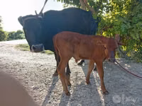 Kuh, Limousin-Kuh — Foto 2