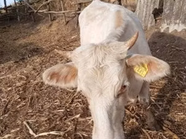 母牛, Charolais cattle