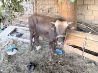 Buğa, Mal-qara — foto 2