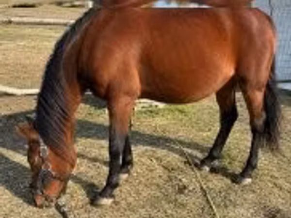 فرس, الخيول