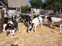 Bélier, Moutons — photo 4