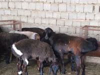 Oveja, Ovejas — foto 2