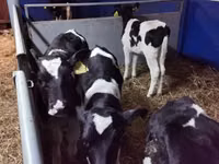 Bou, Russian Black pied cattle — foto 1