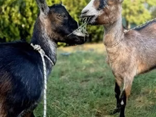 Goat, Goats