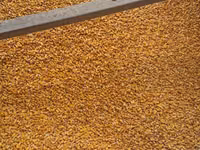Porumb cu livrare acasă 4,40 lei/kg — الصورة 2