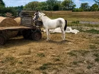 Égua, Cavalos — foto 1