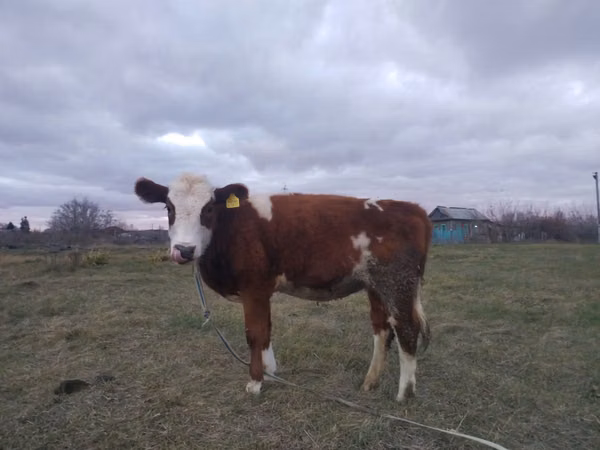 بقرة, Simmental cattle