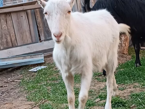 Țap, Saanen goat