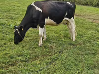 Kuh, Russian Black pied cattle — Foto 1
