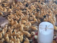 Ducks — 4-rasm