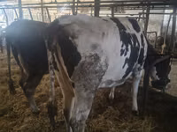 Cow, Russian Black pied cattle — photo 2