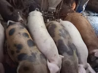 Porci (lot, sex nespecificat) — foto 1