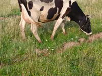 بقرة, Russian Black pied cattle — الصورة 8