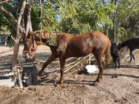 公马, Horses — 照片 2
