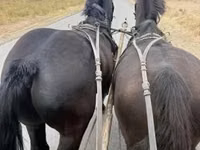 公马, Lipizzaner — 照片 3