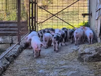 Eber, Schweine — Foto 7