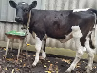 Vacă, Russian Black pied cattle — foto 1