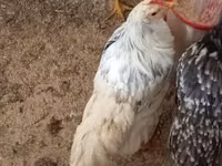Chickens — Foto 4