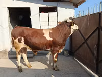 Bulle, Simmental cattle — Foto 1