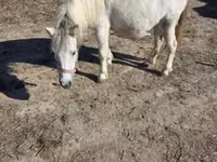 Cheval, Chevaux — photo 8