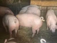 Scroafă, Porci — foto 1
