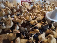 Ducks — 1-rasm