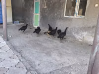 Chickens — الصورة 7