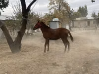 公马, Horses — 照片 3