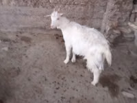 母山羊, Goats — 照片 1