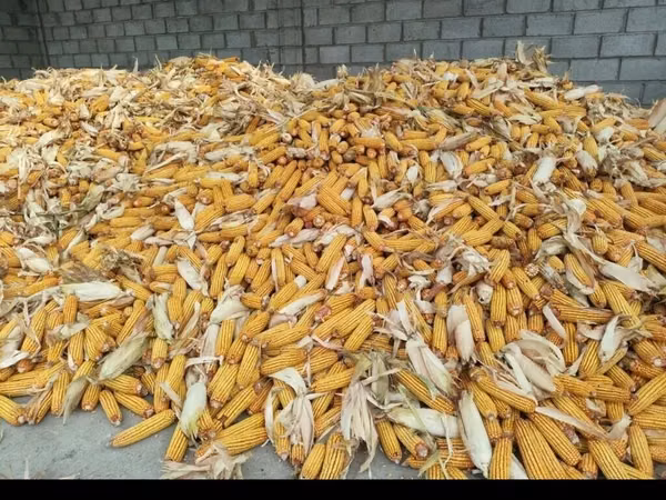 🌽🌽🌽жүгөрү сатылат ✅Сорт:ПЛ-700 ПОД КОМБАЙН Кукуруза на продажу