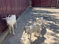 Capră, Russian White goat — foto 3