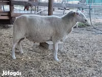 Oaie, Lacaune sheep — foto 6