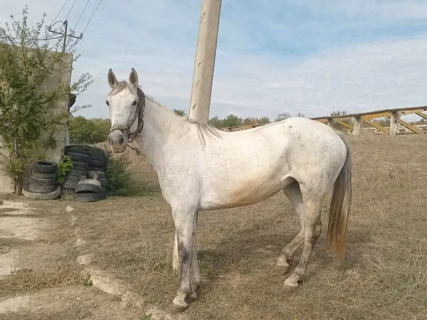 Iapă, Orlov Trotter