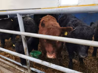 Buqa, Aberdin – Angus — 1-rasm
