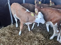 Bulle, Simmental cattle — Foto 1