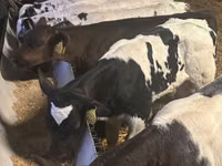 公牛, Simmental cattle — 照片 2