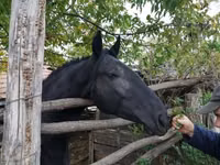 Madyan, Nonius horse — foto 2