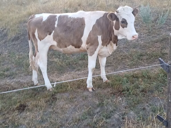 Vache, Bovins