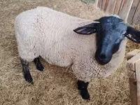 Oaie, White Suffolk sheep — foto 1