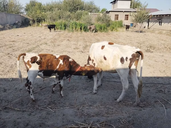 Kuh, Simmental cattle