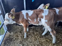Bulle, Simmental cattle — Foto 3