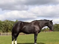 Cal, Percheron — foto 5